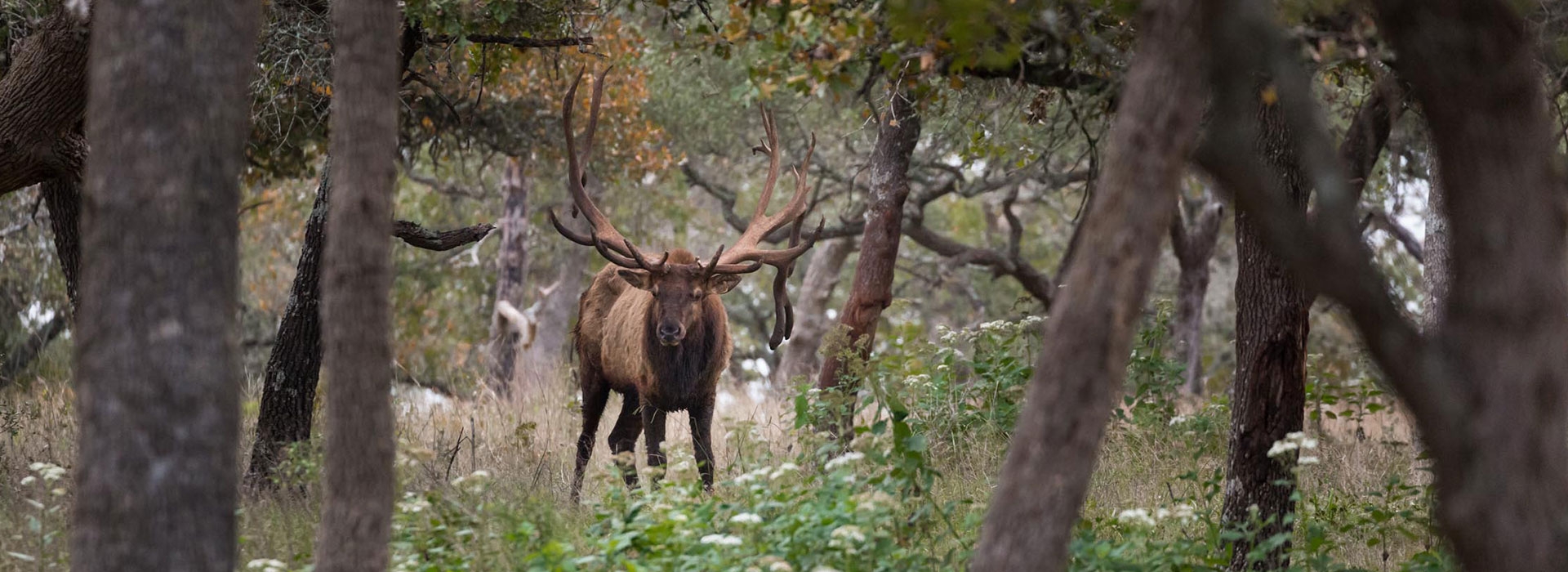 400 Plus Class Elk in Texas Trophy Elk Hunting Ranch