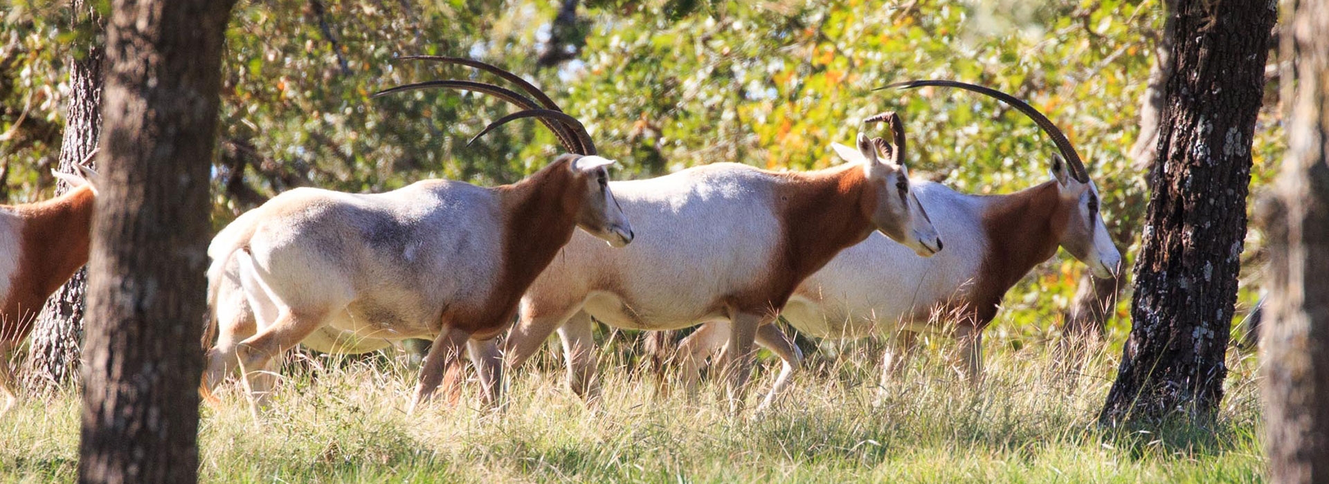 Trophy Exotic Hunts in South Texas
