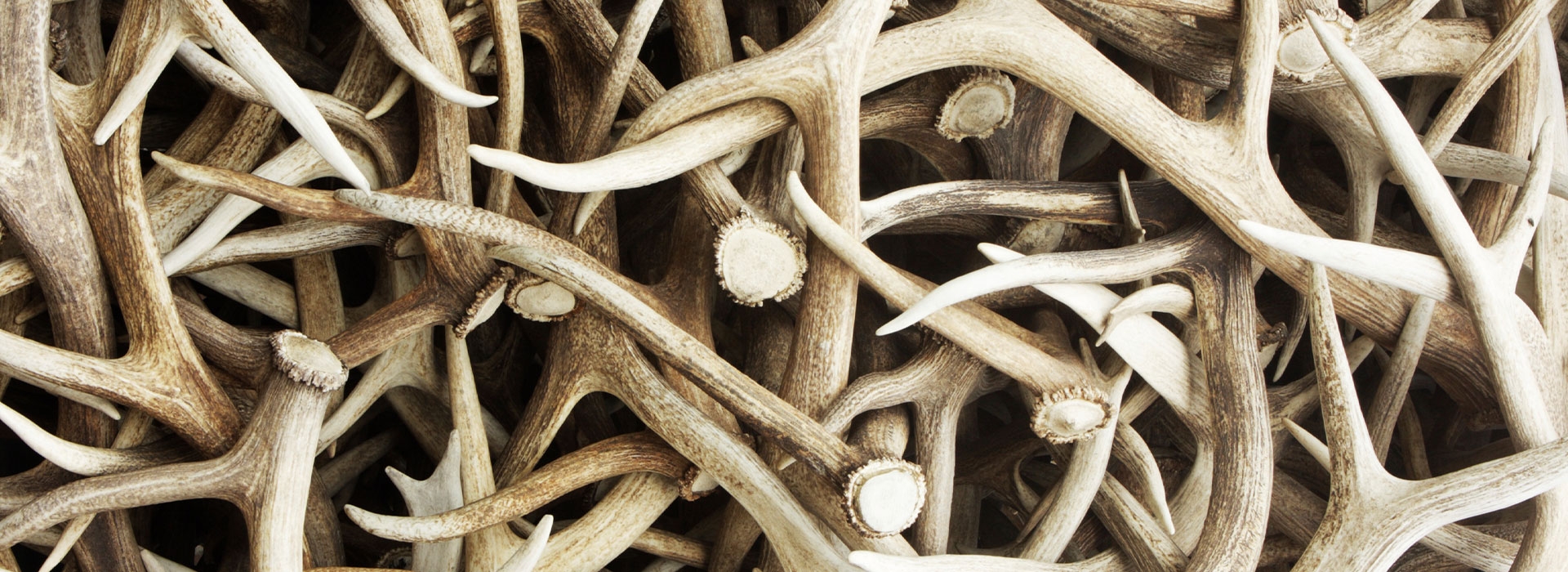 Plan Your Texas Trophy Hunting Adventure