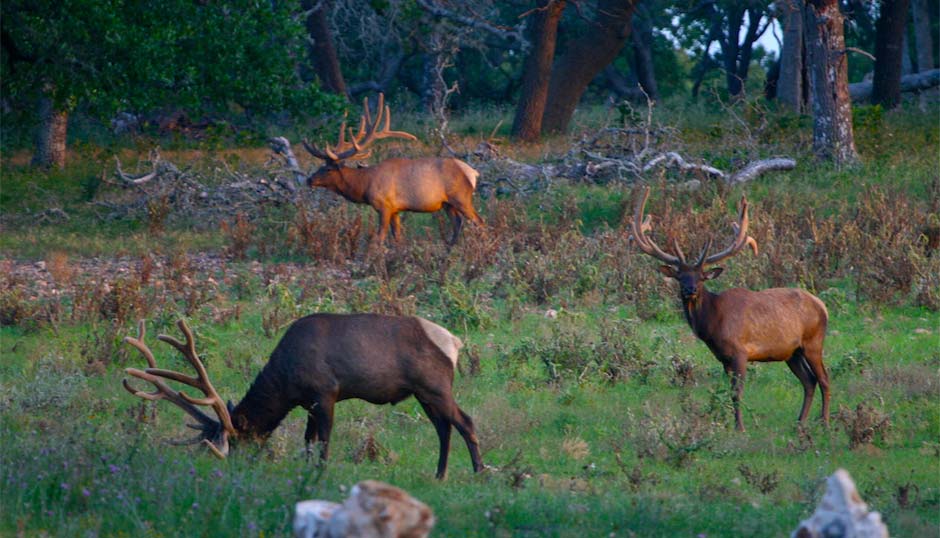 Cinco Canyon Ranch - Testimonials