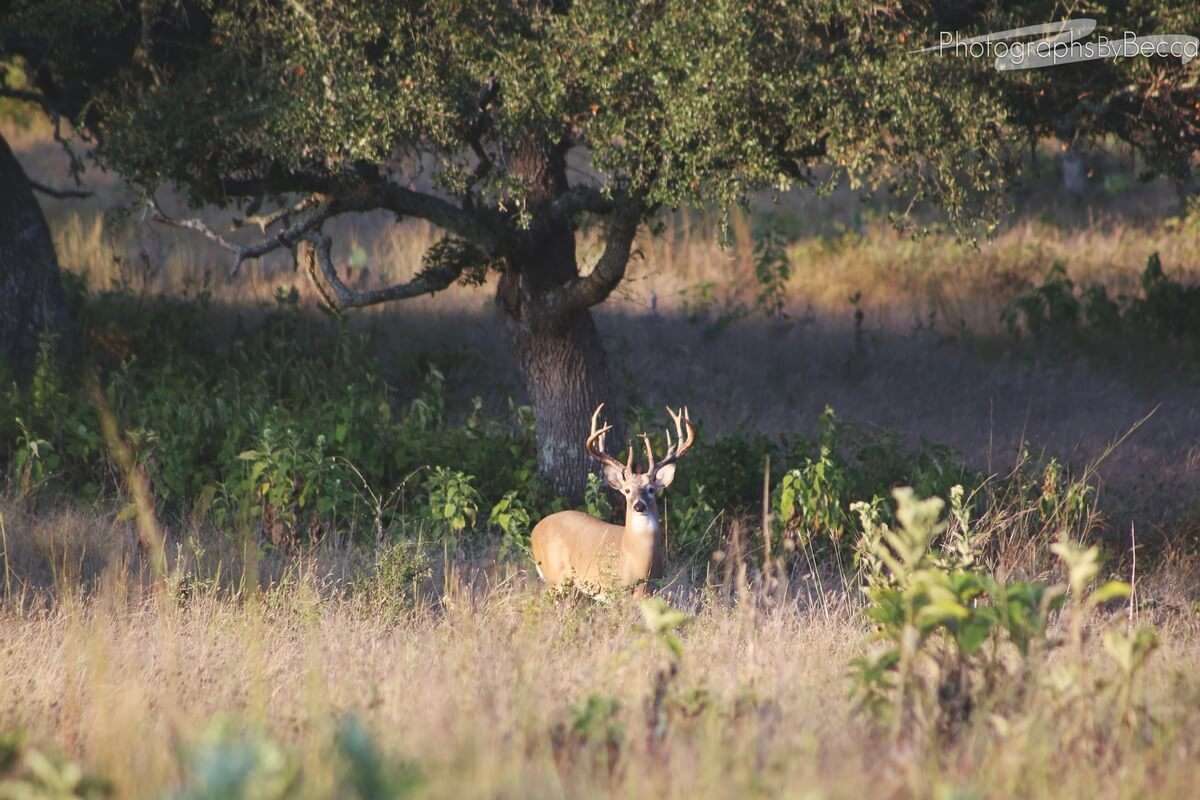 Whitetail Hunts in Hill Country Texas