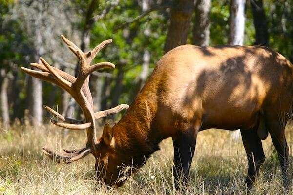 Archery & Rifle Elk Hunts in Texas Hill Country