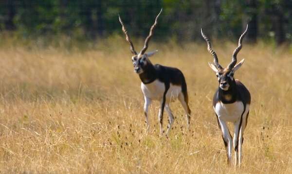 Blackbuck