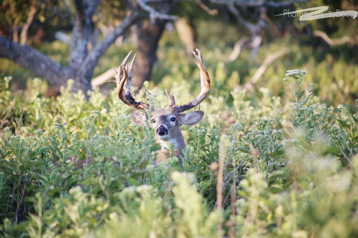 Guaranteed Texas Whitetail Hunt?