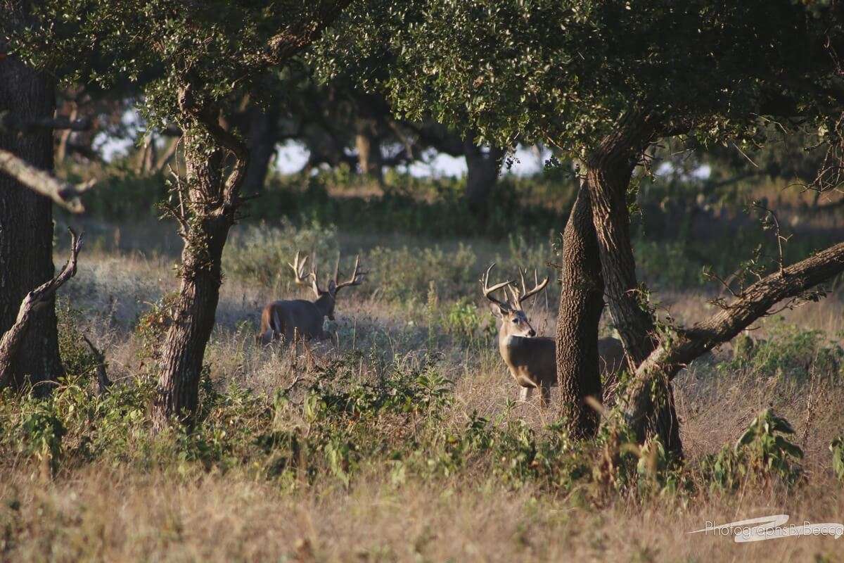 Hill Country Whitetail Hunts