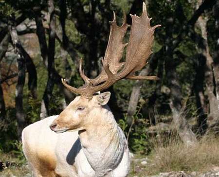 Fallow