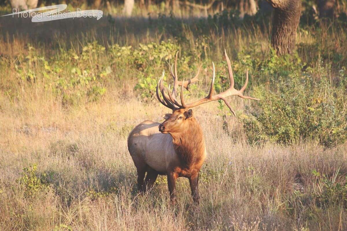 Elk Hunts in Texas Hill Country