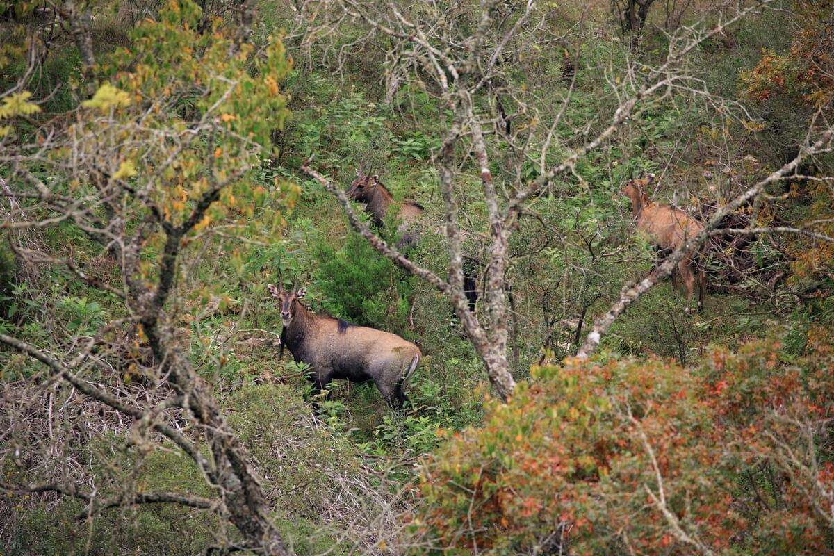 Nilgai Hunts Texas