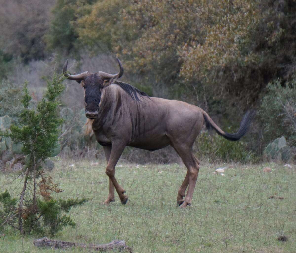 Wildebeest Hunts Texas