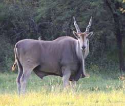 Eland Hunts Texas