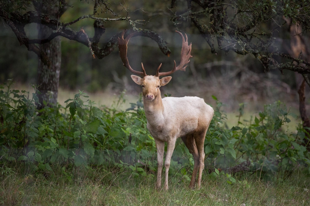 Fallow Deer Hunts Texas