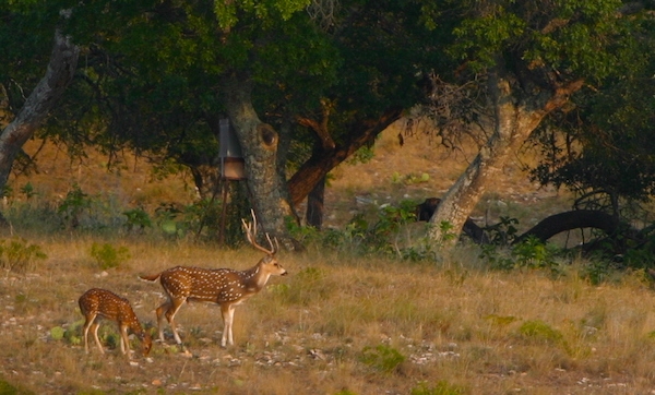 Axis deer Hunting