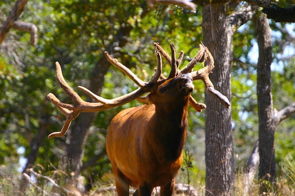 Hunting Services Include: