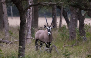 Hunt Gemsbok Texas