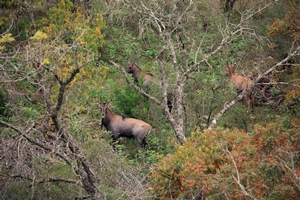 Nilgai