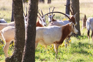 Oryx Hunts Texas