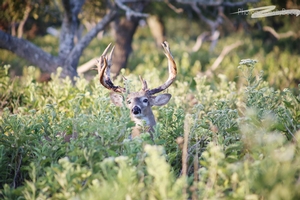Whitetail 1