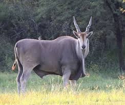 Eland
