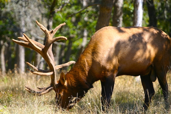 Hunting License Information